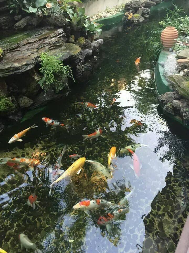 10390126 910409875638946 1452485323250043676 n