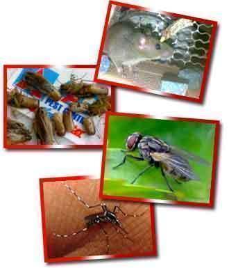 Pestmorethananoyying