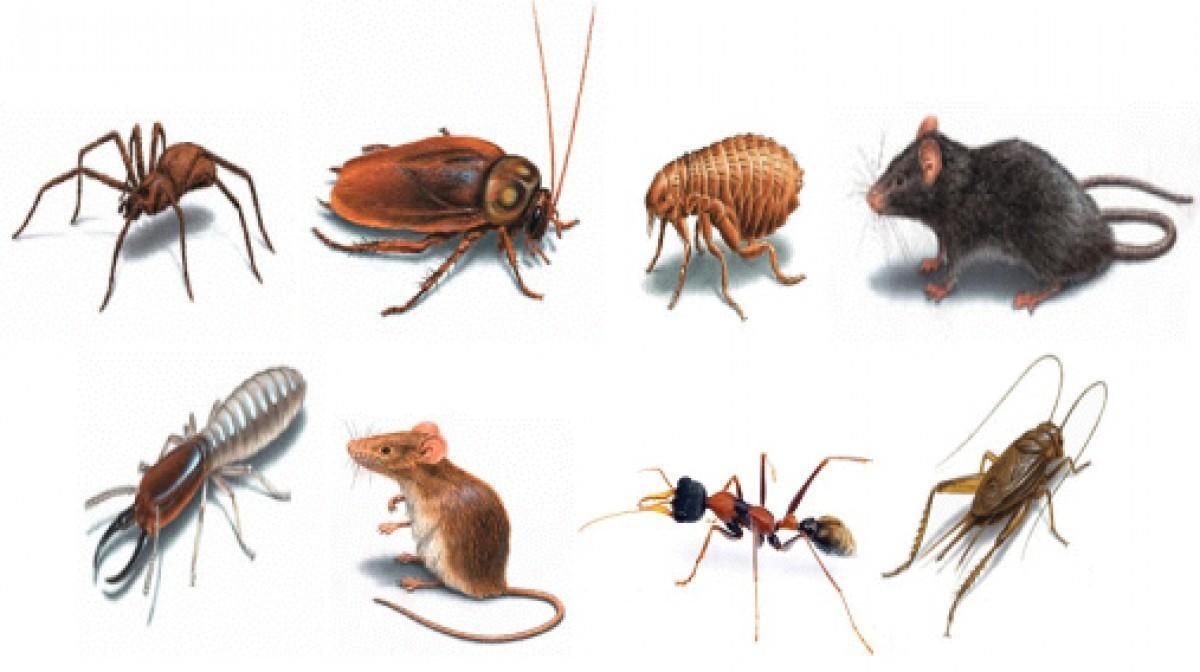 Cropped pest control image 1