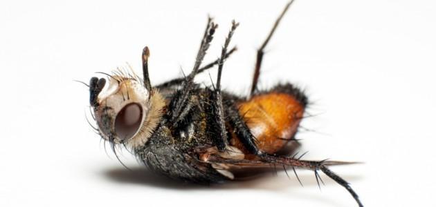 Pest control company service