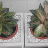Sejasa.com