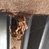 Thumb img 20240221 wa0006