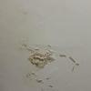 Thumb img 20260325 wa0011