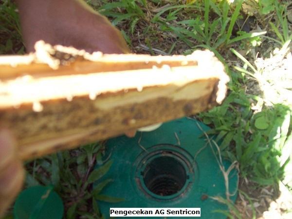 Pengecekan ag sentricon