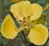 Thumb bunga senna