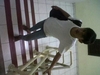 Sejasa.com
